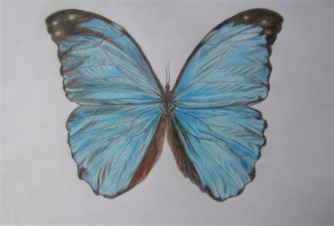 Butterfly Drawing Color at GetDrawings | Free download