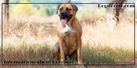 Boerboel Growth Chart (Weight Chart & Size Chart)