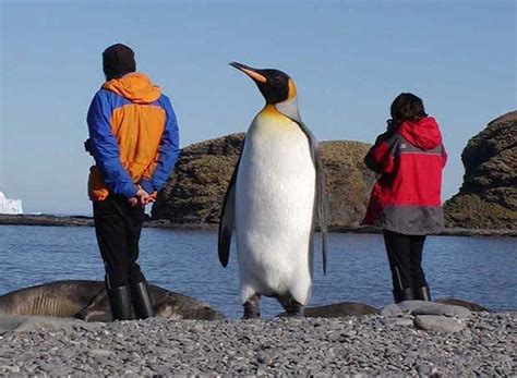 Este pingüino era más alto que tú (y probablemente también pesaba más que tú)