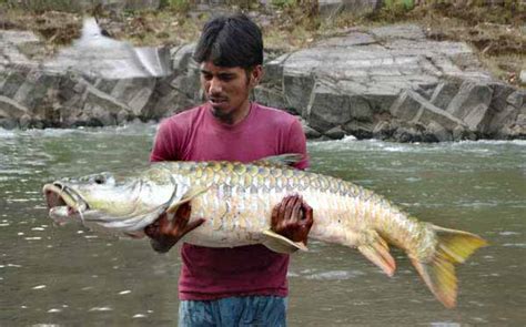 Fly fishing Northern India for Golden Mahseer on the fly – SwittersB & Exploring