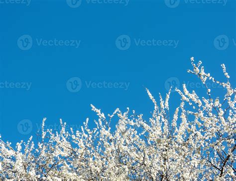 Cherry blossom over clear blue sky, Beautiful White Sakura flowers with ...