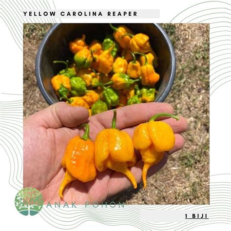 Carolina reaper seeds - billabackup