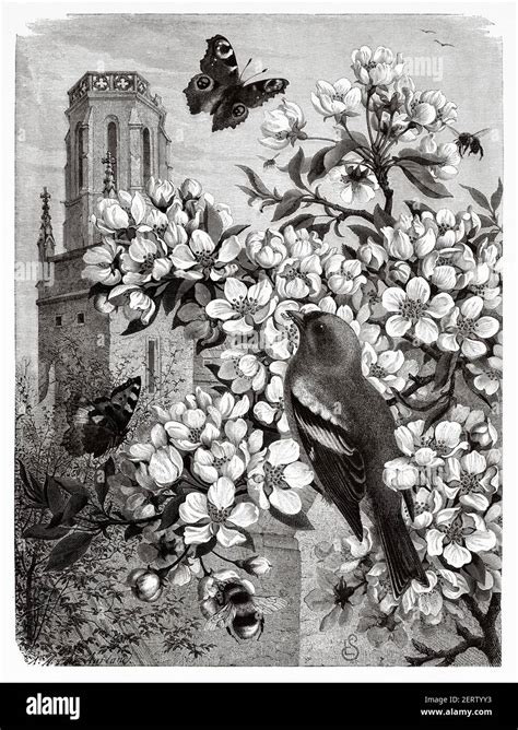 The Spring. Springtime illustration with animals and flowers. Old 19th century engraved ...