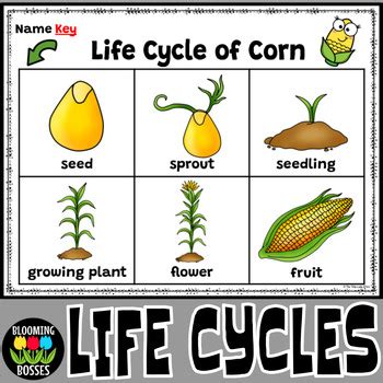 Corn Life Cycle No Prep by Blooming Bosses | TPT