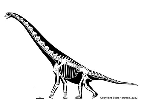 Sauroposeidon Skeleton