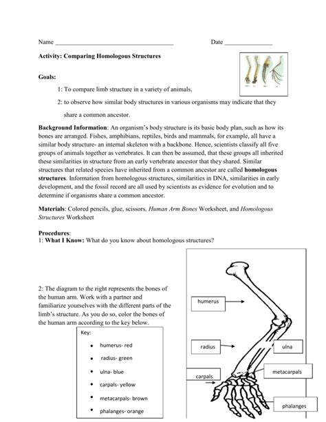 ️Homologous Structures Worksheet Answers Free Download| Goodimg.co