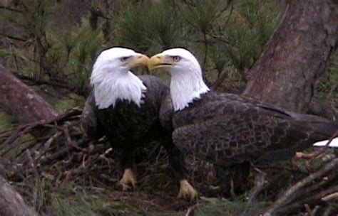 Spectacular Photos Show Mating Ritual Between Life-Long Bald Eagle Pairs | Bald eagle, Eagles, Eagle