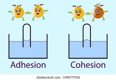 Adhesion Cohesion Physics Lesson: เวกเตอร์สต็อก (ปลอดค่าลิขสิทธิ์ ...