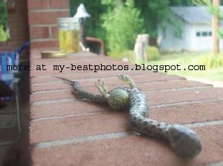 Snake with legs and claws Photos, Real unseen rare photos of snake with legs photos