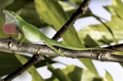 Baby Anole Lizard