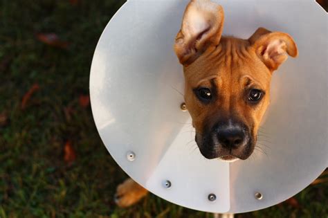 Spaying Your Female Dog: Surgical Procedure FAQs | PetHelpful