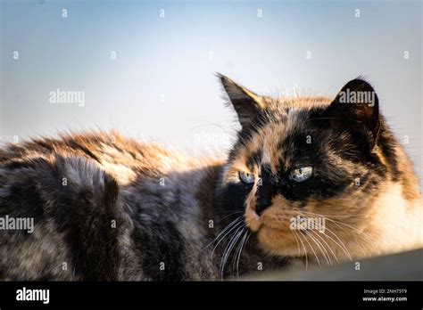 Beautiful calico cat with blue eyes sitting in the garden with sunshine ...