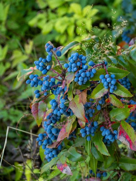 A bunch of blue berries hanging from a tree photo – Free Tammisaari ...