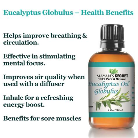 EUCALYPTUS OIL - GLOBULUS – Mayan's Secret