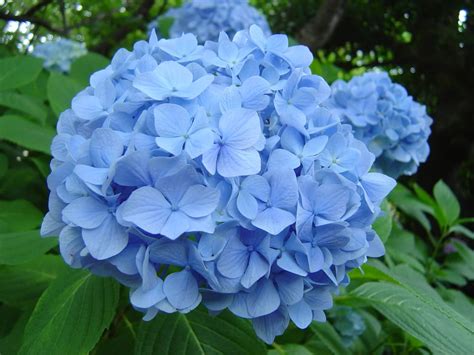 blue hydrangea | Blue hydrangea, Hydrangea, Foliage