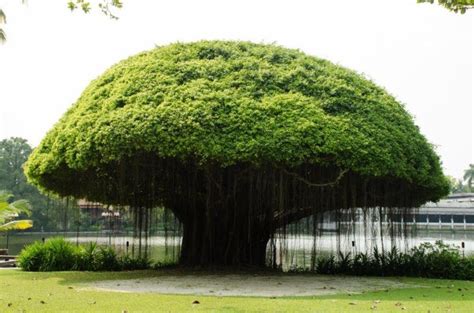 The-National-Tree-of-India | Banyan tree, Tree, Beautiful tree