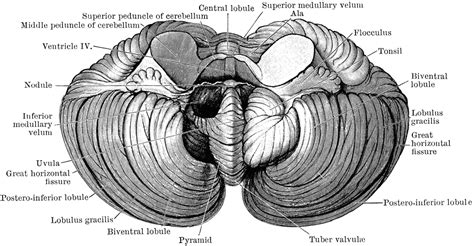 Tonsils Of Cerebellum