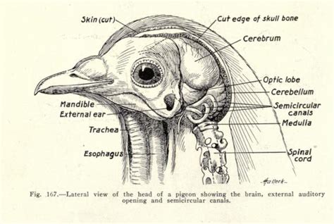 nemfrog - Fig. 167. “Lateral view of the head of a pigeon...