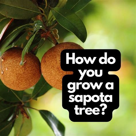 How Do You Grow A Sapota Tree? -Organic Gardening