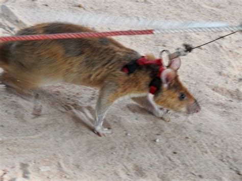 African Giant Pouched Rat | SIMILAR BUT DIFFERENT IN THE ANIMAL KINGDOM