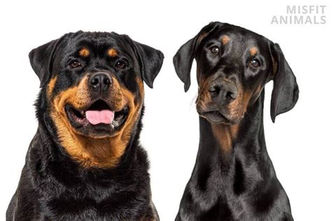 Rottweiler Doberman Mix: 3 Reasons To Stay Away (And 3 Pros)