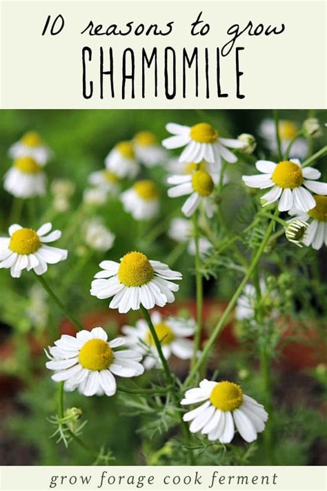 Chamomile Health Benefits, Uses And Side Effects Axe, 57% OFF