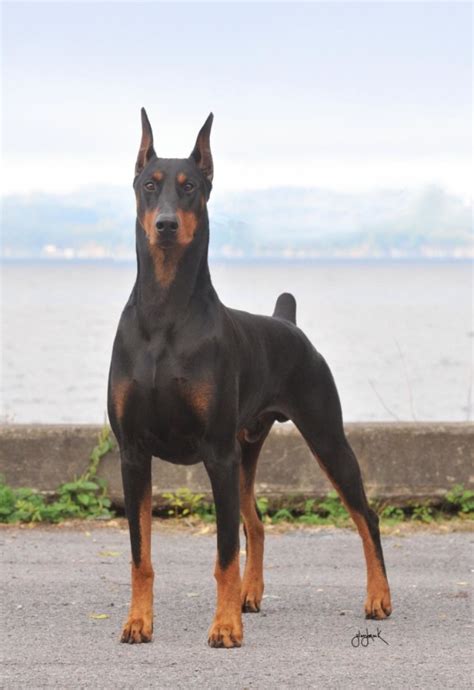 Doberman Pinscher Breed Guide - Learn about the Doberman Pinscher.