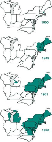 History of Gypsy Moths In the United States