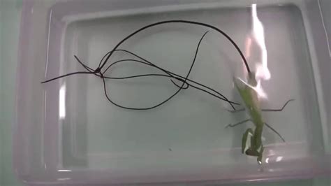 Horsehair worm parasite emerges from body of praying mantis : r/vidid