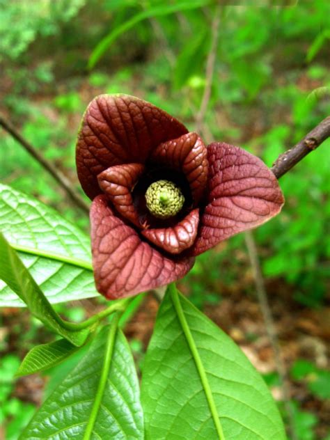 Annonaceae : Asimina triloba - American Pawpaw flower | Edible wild ...