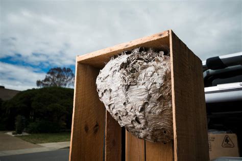 'Super nests' of European wasps feared in Canberra this season | The Canberra Times | Canberra, ACT