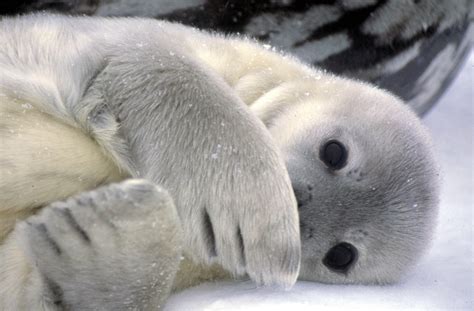 Antarctica gallery weddell seal