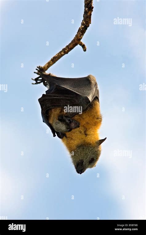 Flying fox bat baby hi-res stock photography and images - Alamy