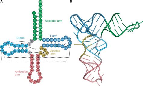 Frontiers | Naturally Occurring tRNAs With Non-canonical Structures