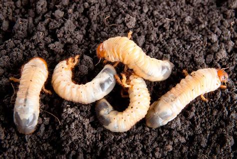 Grub Worm Removal - Grub Worm Control Dallas