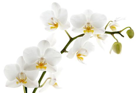 Free photo: White Orchids - Bloom, Flower, Nature - Free Download - Jooinn