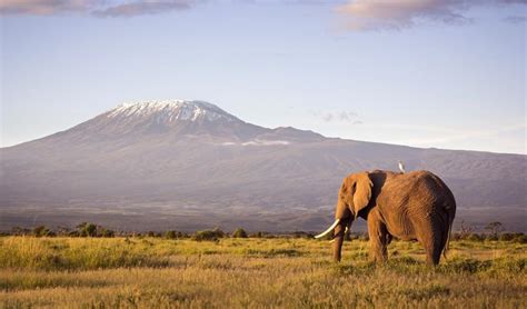 The snows of Kilimanjaro could vanish by 2040 due to climate change: Report