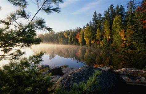 The Woods: Minnesota Lake Of The Woods