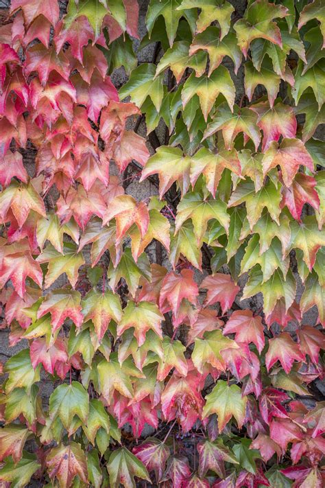 Climbing Flowering Vines Ontario : Vines At The Fwg Ofnc : Climbing ...