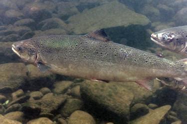 Atlantic Salmon (Protected) | NOAA Fisheries