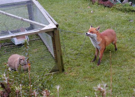 Fail:Urban fox and rabbit.jpg - Vikipeedia, vaba entsüklopeedia