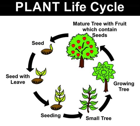 Growth clipart plant lifecycle, Growth plant lifecycle Transparent FREE for download on ...