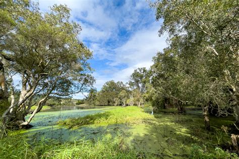 In Photos: The Birds of Eagleby Wetlands, QLD