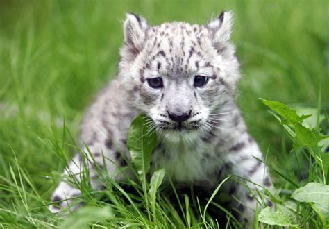 The Scoop: Meet Emba, a Baby Snow Leopard! | POPSUGAR Pets