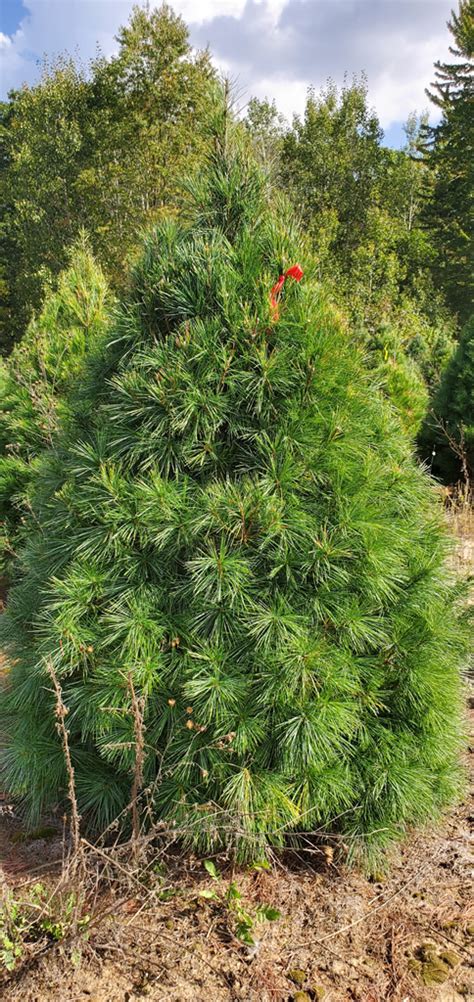 4.5 - 5.5 Foot White Pine Christmas Tree