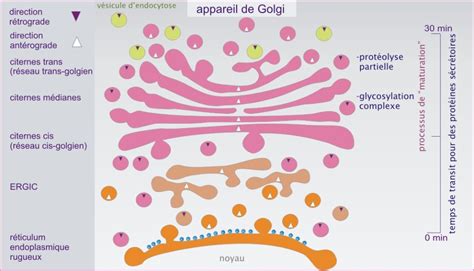 L'appareil de Golgi [8. Acheminement des protéines à travers le réticulum endoplasmique et le ...