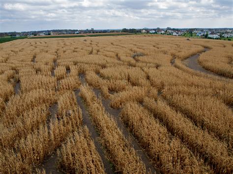 The best corn mazes near New York City