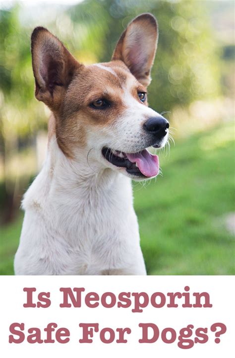 Is Neosporin Safe For Dogs? A Guide To This Antibiotic Ointment