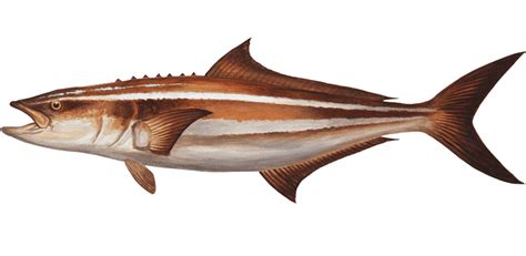 COBIA | Fresh Seafood, Seafood Imports, Fish Imports, Sustainable Fish, Java Fishery