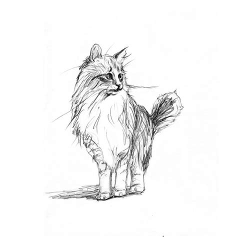 Cat Sketch Animal Drawing Pet Art - Zhanna Kan - Drawings ...